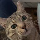Mimi the Chinese Li Hua tabby cat