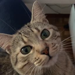 Mimi the Chinese Li Hua tabby cat