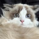 TuanTuan the seal bicolor Ragdoll cat