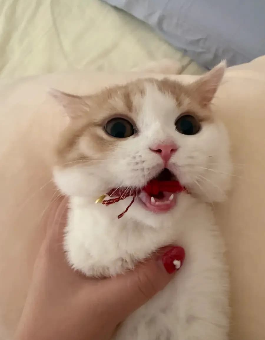 Cat with a collar caught under the jaw, panicking while an owner works it free
