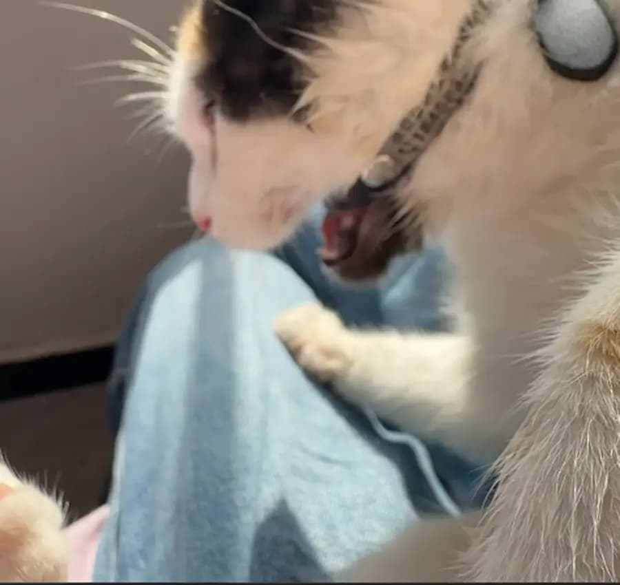 Cat snagged by its collar while exploring a tight spot, showing why breakaway clasps matter
