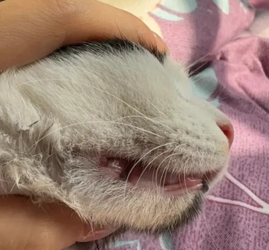 Close-up of a cat's mouth and chin area irritated after a collar caught underneath the jaw