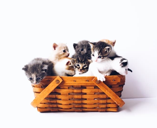 Cat Beds