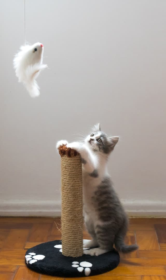 Cat Tree