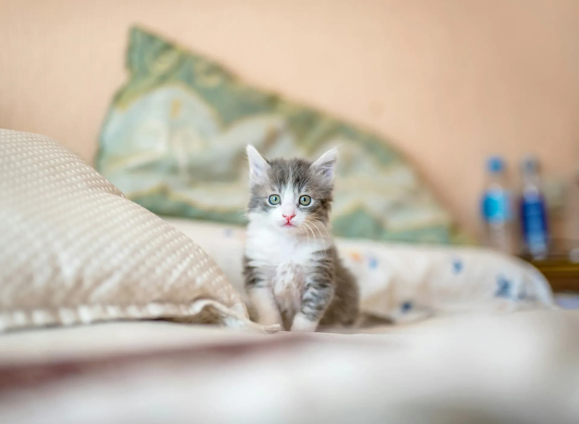 Hero Cat