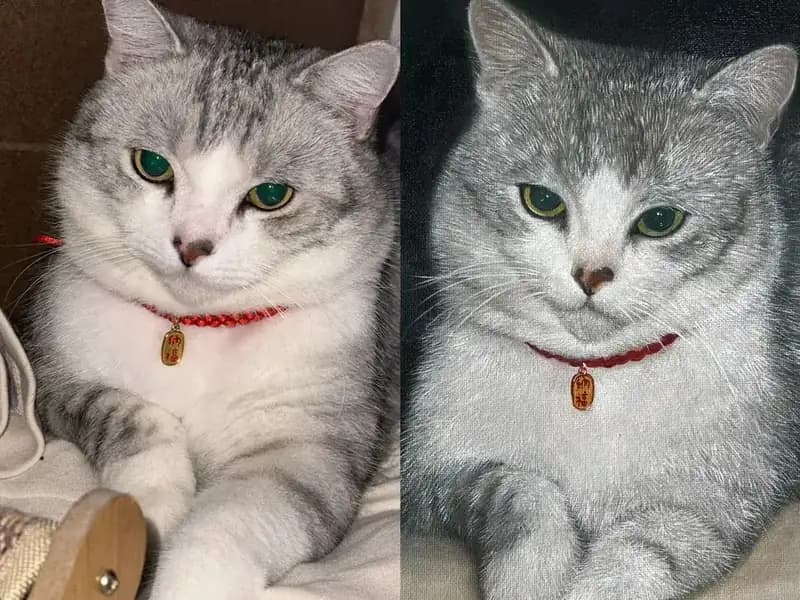 Oil painting of a cat next to the reference photo it was painted from, showing realistic hand-painted detail